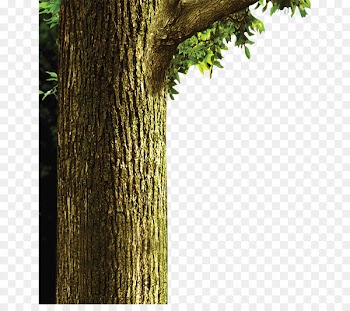 Vine Plant Tree - Fairy trunk 