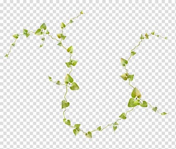 Vine Plant Tree Honeysuckle Drawing, bande transparent background PNG clipart