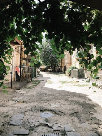 Vine Plants Near Buildings