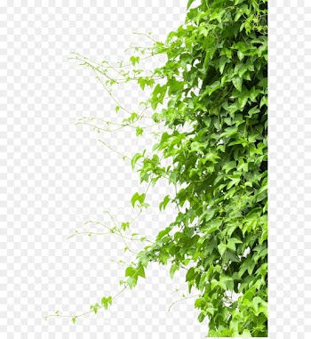 Vine Tree Branch - Creeper 