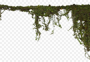 Vine Tree - vines 