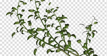 Vine Watercolor painting Plant Wall , enredadera transparent background PNG clipart