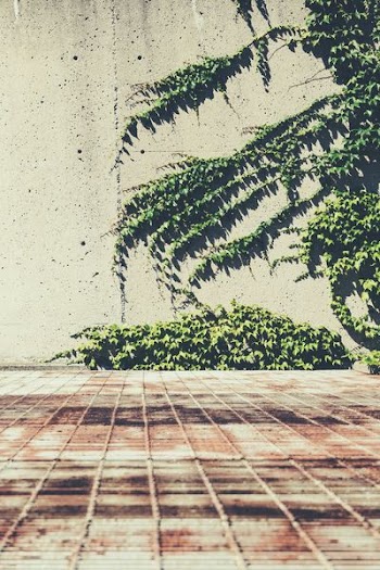 vines on a concrete wall