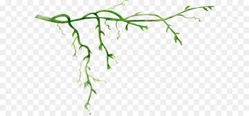 Vines png material 