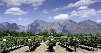 Vineyard Across Mountains