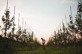 Vineyard At Sunset