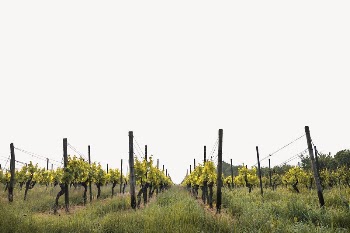 Vineyard border, agriculture photo psd | Free PSD - rawpixel
