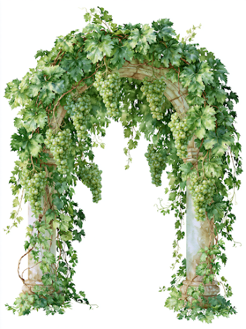 Vineyard Grapes Archway in Watercolor