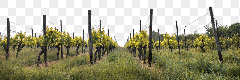 Vineyard png border, agriculture photo, | Free PNG - rawpixel