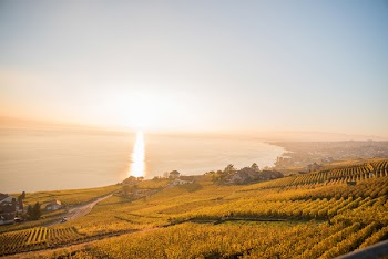 Vineyard View at Sunset