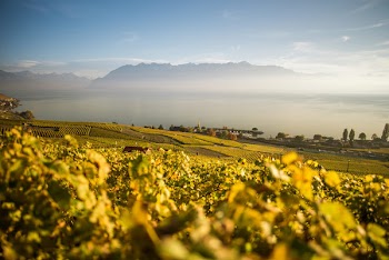 Vineyard View in the Morning