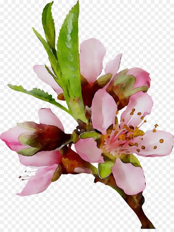 Vinh Tuong District People's Committee Lily of the Incas 0 Cut flowers -  