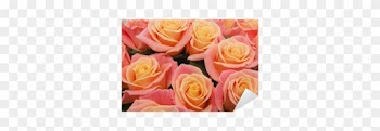 Vinilo Pixerstick Rosa Fondo Rosas Naturales • Pixers® - Rose