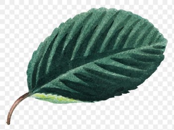 Vintage alpine buckthorn leaf png foliage hand drawn illustration