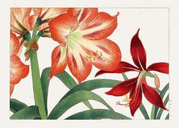 Vintage amaryllis flower, ukiyo e | Free Photo Illustration - rawpixel