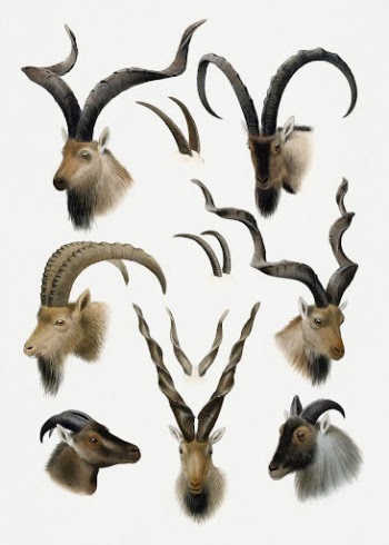 Vintage animal illustrations, The Great | Free Photo Illustration - rawpixel
