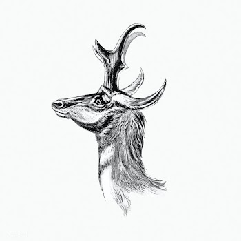Vintage antelope wildlife  illustration | Free public domain illustration - 2281409