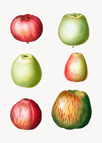 Vintage apples drawings | Free stock vector - 569313