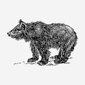 Vintage bear drawing, wild animal | Free Photo - rawpixel