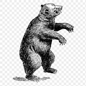 Vintage bear png, animal clipart, | Free PNG Illustration - rawpixel
