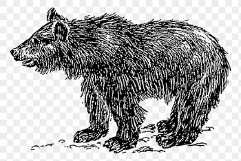 Vintage bear png drawing, wild | Free PNG - rawpixel