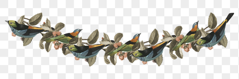 Vintage bird png divider, animal | Free PNG Illustration - rawpixel
