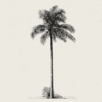 Vintage Black and White Palm Tree Illustration