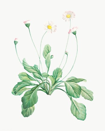 Vintage blooming daisy flowers | Free stock vector - 573852