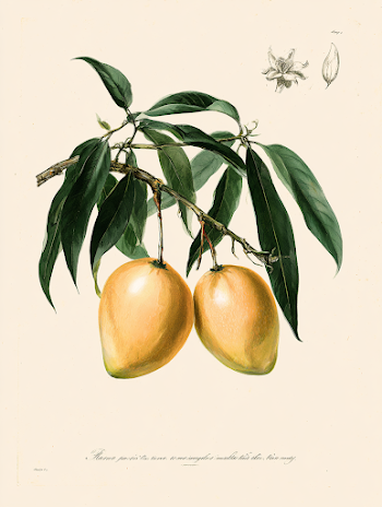 Vintage Botanical Illustration of Ripe Mangoes