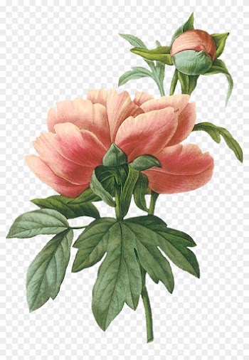 Vintage Botanical Illustration Peony