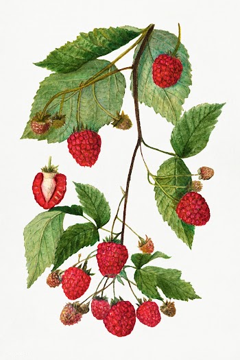 Vintage branch of blackberry illustration. Digitally enhanced illustra.. | Free public domain illustration - 2289592