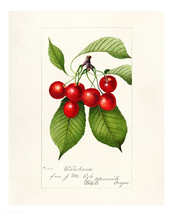 Vintage branch of cherries illustration. Digitally enhanced illustrati.. | Free public domain illustration - 2291940