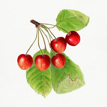 Vintage branch of cherries illustration. Digitally enhanced illustrati.. | Free public domain illustration - 2297755