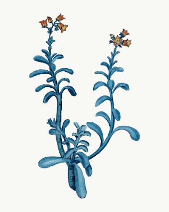 Vintage Brown Sugar Echeveria illustration | Free Vector - rawpixel