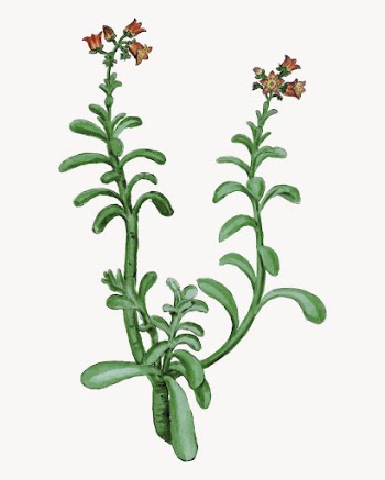 Vintage Brown Sugar Echeveria illustration | Free Vector - rawpixel