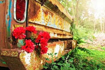 vintage brown vehicle with red petaled flower s