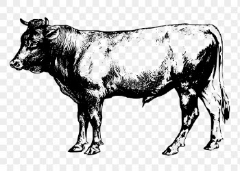 Vintage bull png, animal clipart, | Free PNG Illustration - rawpixel