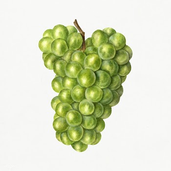 Vintage bunch of green grapes illustration. Original from U.S. Departm.. | Free public domain illustration - 2289546