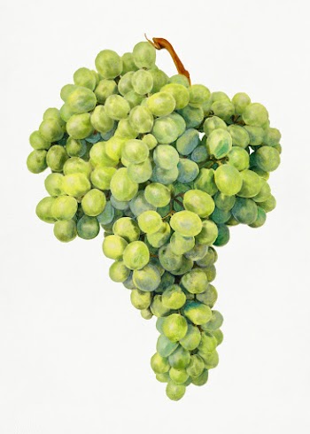Vintage bunch of green grapes illustration. Original from U.S. Departm.. | Free public domain illustration - 2297702