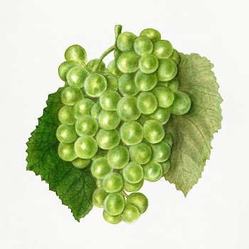 Vintage bunch of green grapes illustration. Original from U.S. Departm.. | Free public domain illustration - 2297719