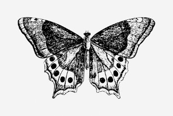 Vintage butterfly drawing, insect illustration. | Free Photo - rawpixel
