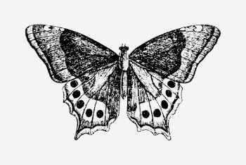 Vintage butterfly drawing, insect illustration | Free PSD - rawpixel