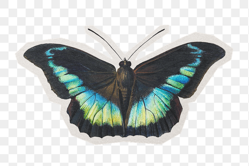 Vintage butterfly png sticker, paper | Free PNG - rawpixel