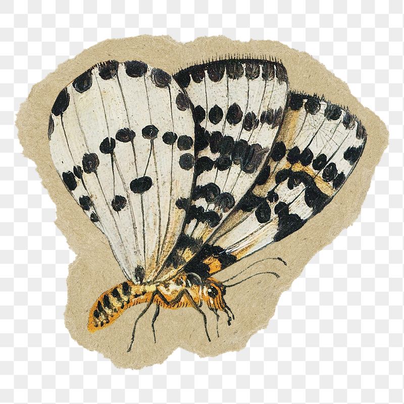 Vintage butterfly png sticker, ripped | Free PNG Illustration - rawpixel