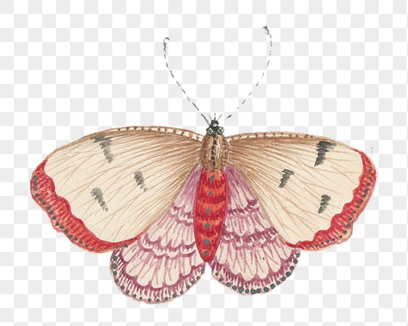 Vintage butterfly png sticker, transparent | Free PNG - rawpixel
