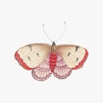 Vintage butterfly sticker, aesthetic animal | Free Vector - rawpixel