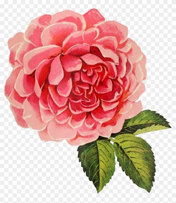 Vintage Cabbage Rose Graphic - Vintage Rose Transparent Background