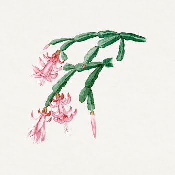 Vintage cactus drawing, classic floral | Free Photo Illustration - rawpixel