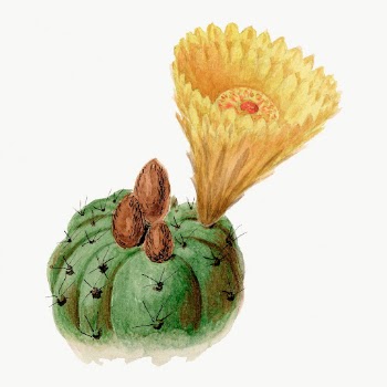 Vintage cactus drawing, classic indian | Free Photo Illustration - rawpixel