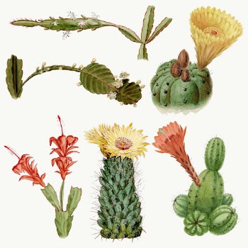 Vintage cactus flower drawing vector | Free Vector Illustration - rawpixel